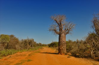 Perrier's Baobab (Adansonia perrieri) tree
