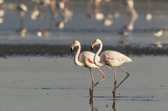 Greater Flamingo (Phoenicopterus roseus)