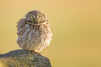 Little owl (Athene noctua) on stone