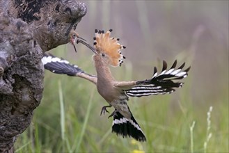 Hoopoe (Upupa epops)