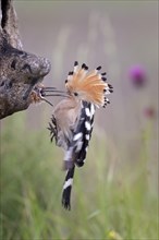 Hoopoe (Upupa epops)