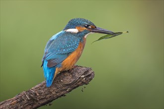 Common kingfisher (Alcedo atthis)