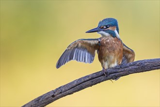 Common kingfisher (Alcedo atthis)