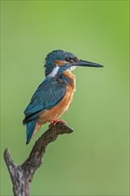 Common kingfisher (Alcedo atthis)