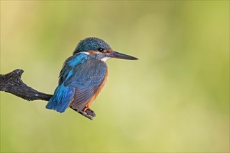 Common kingfisher (Alcedo atthis)