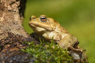 Common toad (Bufo bufo)