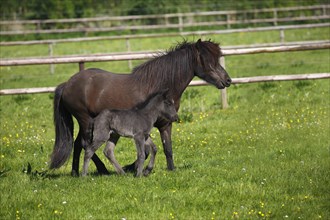 Mare with foal in meadow
