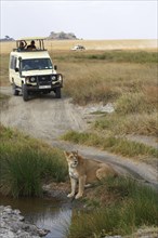 SUV with tourists on safari