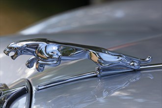 Radiator figure Jaguar on the bonnet Jaguar 3.8 litre oldtimer