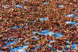 Chillies drying in sun