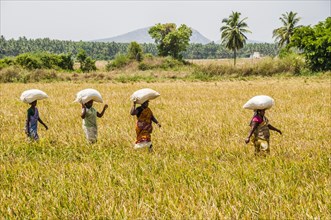 Indian women carry rice sacks on their heads through rice field