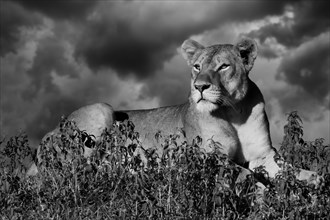 Lioness (Panthera leo) on the lookout