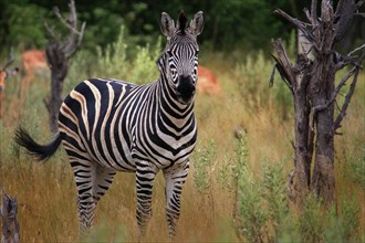 Burchell's Zebra (Equus quagga burchelli)