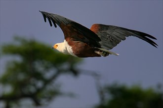 Fish eagle (Haliaeetus vocifer) in flight
