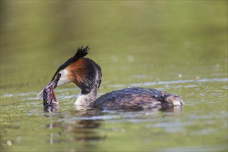 Great Crested Grebe (Podiceps cristatus) with European Crayfish (Astacus astacus)
