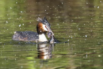 Great crested grebe (Podiceps cristatus) with European crayfish (Astacus astacus) in water