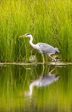 Grey heron (Ardea cinerea)