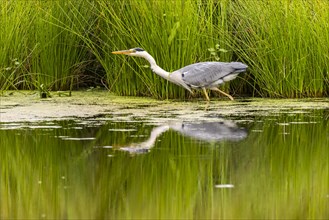 Grey heron (Ardea cinerea)