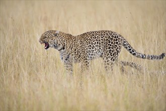 Leopard (Panthera pardus) female in the savannah
