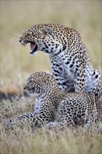 Growling female leopard (Panthera pardus) with cub in the savanna