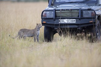 Young leopard (Panthera pardus) in front of a tourist car. Masai Mara Preserve