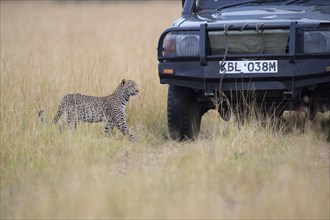 Young leopard (Panthera pardus) and tourist car. Masai Mara Preserve