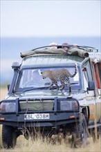 Young leopard (Panthera pardus) on a tourist car. Masai Mara Preserve