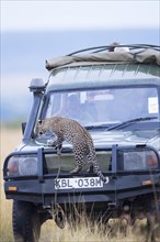 Young leopard (Panthera pardus) on a tourist car. Masai Mara Preserve
