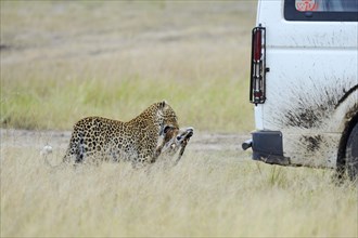 Leopard (Panthera pardus) with prey in the savannah behind a tourist car. Masai Mara Preserve