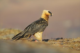 Bearded vulture (Gypaetus barbatus) at a feeding place