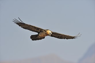Bearded vulture in flight (Gypaetus barbatus)