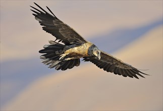 Immature bearded vulture in flight (Gypaetus barbatus)
