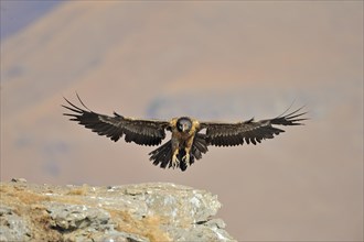 Immature bearded vulture in flight (Gypaetus barbatus)