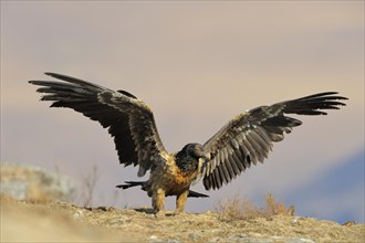 Immature bearded vulture (Gypaetus barbatus) spreading wings after landing. Giant's Castle National Park