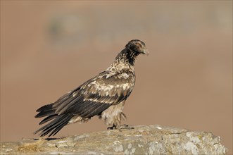 Immature bearded vulture (Gypaetus barbatus)