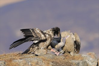 Bearded vulture (Gypaetus barbatus) and cape vulture (Gyps coprotheres) at a feeding place