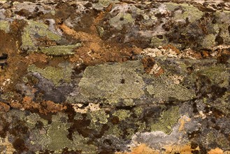 Crusty crustose lichen (Lichen) on a rock