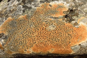 Crusty crustose lichen (Lichen)