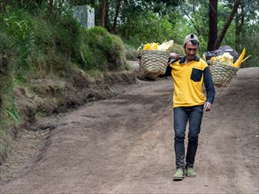 Worker carries sulphur in baskets on his shoulders