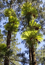 Staghorn fern (Platycerium superbum) growing on tree in a natural habitat