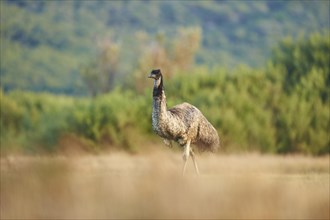 Emu (Dromaius novaehollandiae) walking on a meadow
