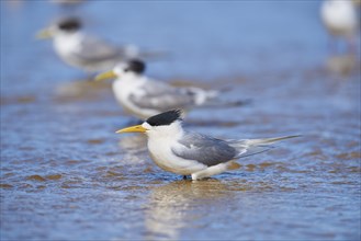 Greater crested tern (Thalasseus bergii) in shallow water