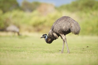 Emu (Dromaius novaehollandiae) on a meadow