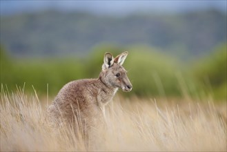 Eastern grey kangaroo (Macropus giganteus) in high grass