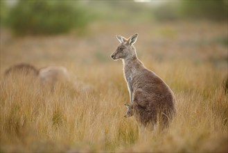 Eastern grey kangaroo (Macropus giganteus) with young animal standing in high grass