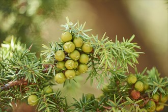 Common juniper (Juniperus communis) with green berries