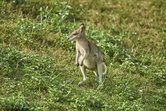 Agile wallaby (Macropus agilis) on a meadow