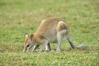 Agile wallaby (Macropus agilis) grazing on a meadow