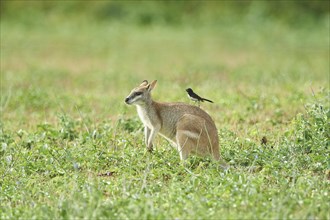 Agile wallaby (Macropus agilis) with an Willie Wagtail (Rhipidura leucophrys) on the back on a meadow