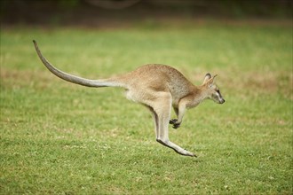 Agile wallaby (Macropus agilis) jumping on a meadow